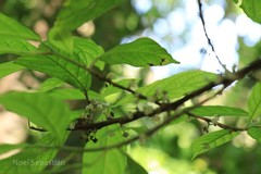 Villebrunea integrifolia